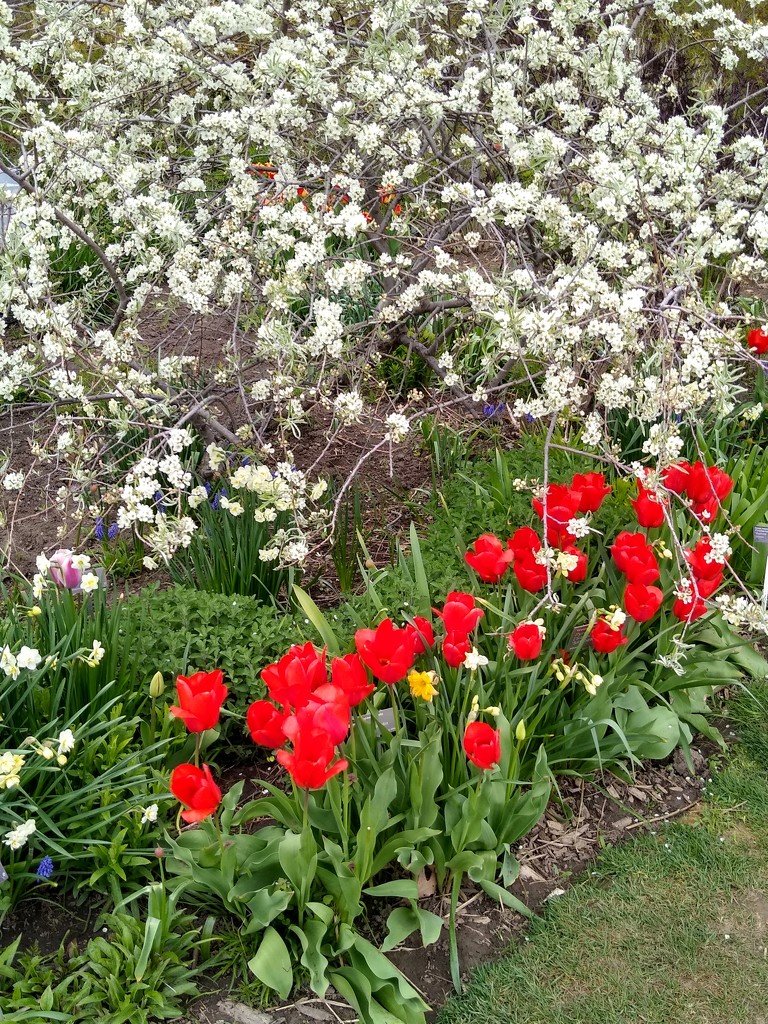 A flower border at Edwards Garden, Toronto by bruni