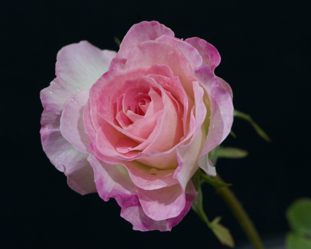 Just A Rose DSC_6656 by merrelyn
