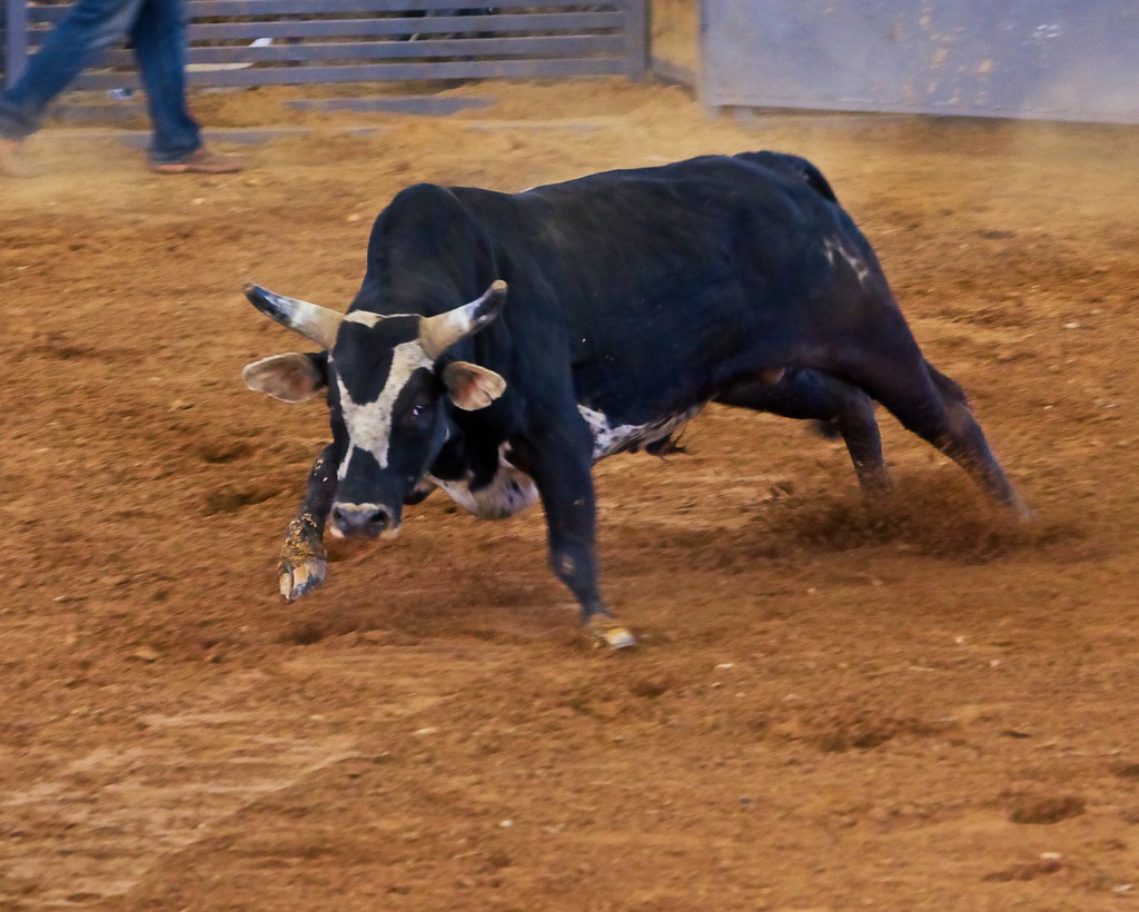 LHG-0917- Imagine this bull headon by rontu