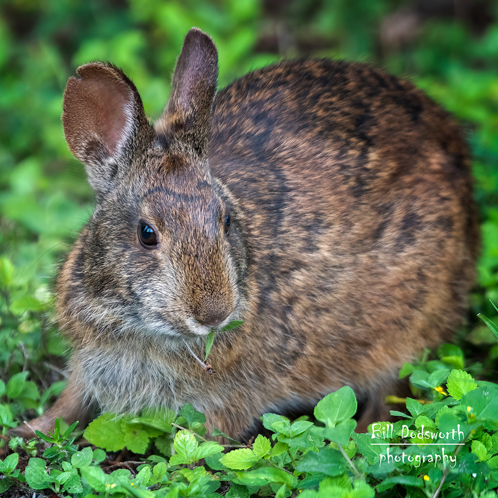 Wild bunny by photographycrazy