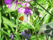 12th May 2021 - Honesty Flowers and an Orange tip butterfly.