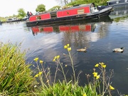 9th May 2021 - Barge and ducks