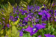 12th May 2021 - Wild Violets