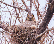 11th May 2021 - great horned owl