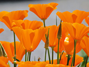 12th May 2021 - Ubiquitous California Poppies