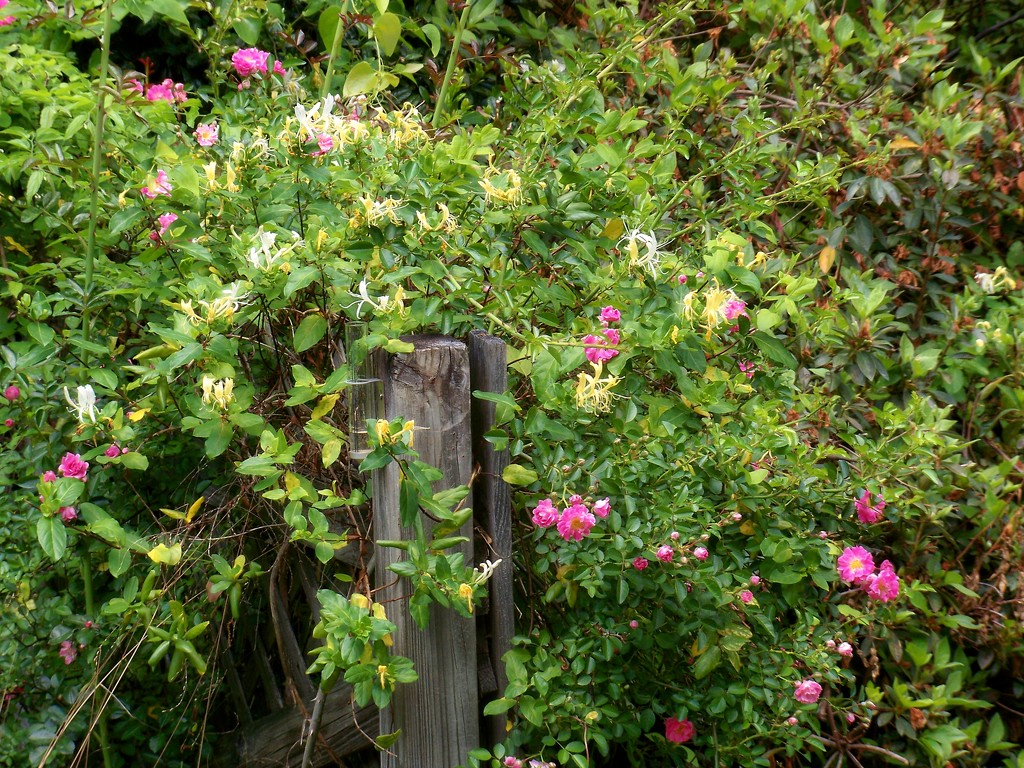 The wild honeysuckle and the wild rose... by marlboromaam