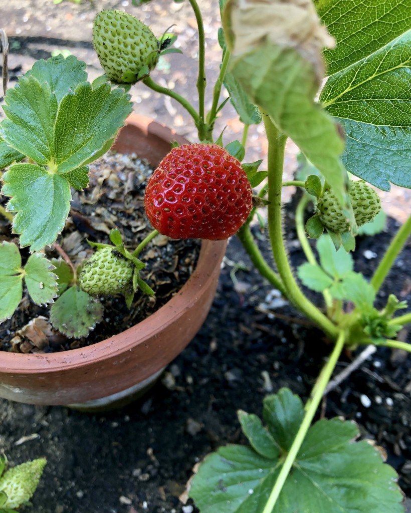 First Strawberry by loweygrace