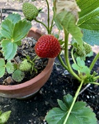 12th May 2021 - First Strawberry