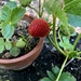 First Strawberry by loweygrace
