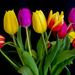 Tulips From Amsterdam by phil_sandford