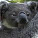 Swifty by koalagardens