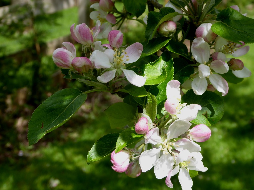 Apple blossom by snowy