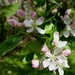 Apple blossom by snowy