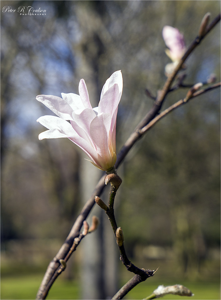 Pink Magnolia by pcoulson