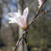 Pink Magnolia by pcoulson
