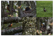 12th May 2021 - The American Robin couple