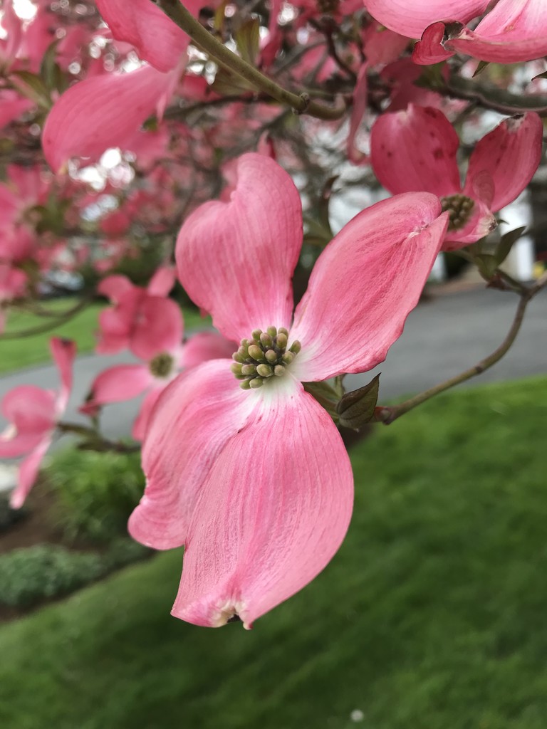 Dogwood in spring by mjmaven