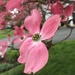 Dogwood in spring by mjmaven