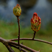 12th May 2021 - 0512 - Buds