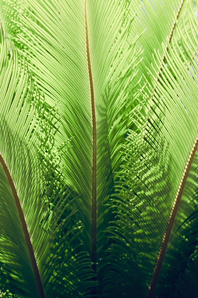 Feather-like fronds  by lisasavill
