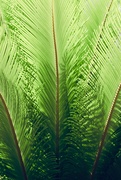 9th May 2021 - Feather-like fronds 
