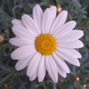 12th May 2021 - Marguerite