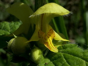 12th May 2021 - Yellow Archangel