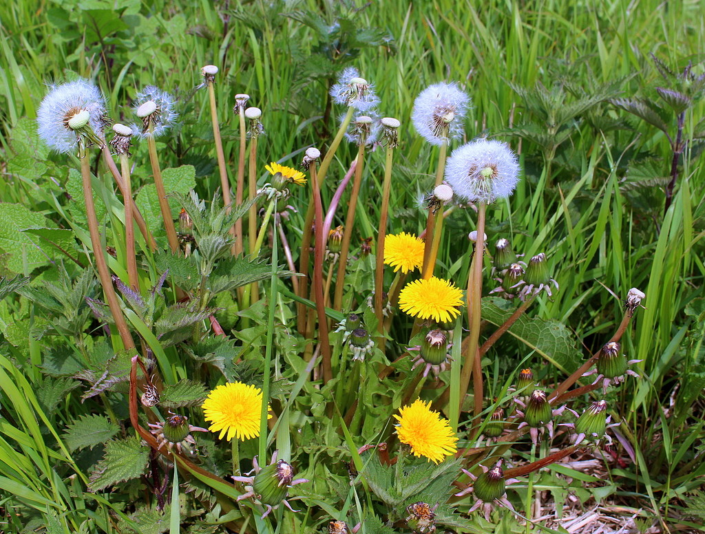 The three stages of dandelion (Taraxacum officinale) by pyrrhula