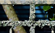 13th May 2021 -   Lichen On A Metal Fence ~     