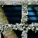   Lichen On A Metal Fence ~      by happysnaps