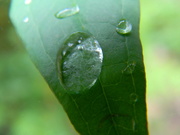 12th May 2021 - Raindrops on Leaf 