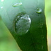 Raindrops on Leaf  by sfeldphotos