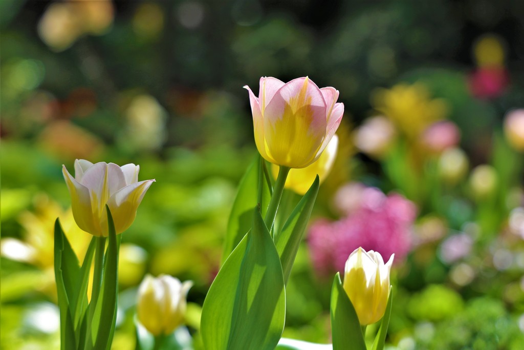 Garden Tulips by lynnz