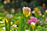 11th May 2021 - Garden Tulips