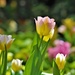 Garden Tulips by lynnz