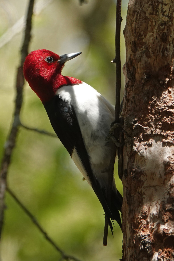 Red-headed Woodpecker by annepann
