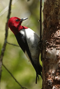12th May 2021 - Red-headed Woodpecker