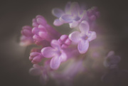 12th May 2021 - lilacs double exposure