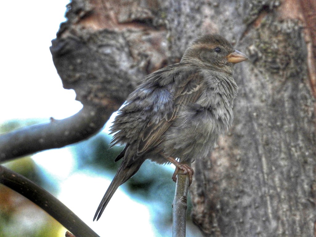 Fluffy sparrow by amyk
