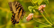 12th May 2021 - Eastern Tiger Swallowtail Butterfly!