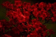 12th May 2021 - Red