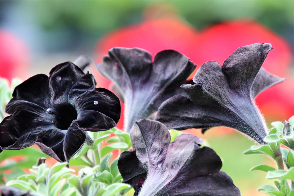black petunias by edorreandresen