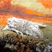 puss moth  by steveandkerry
