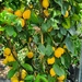 Lots of Lovely Lemons by will_wooderson