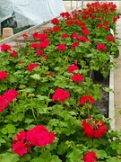 11th May 2021 - Great Gorgeous Geraniums
