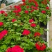 Great Gorgeous Geraniums by will_wooderson