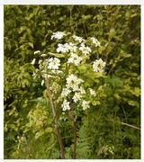 13th May 2021 - Spring..Cow Parsley