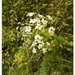 Spring..Cow Parsley by 365projectorgjoworboys