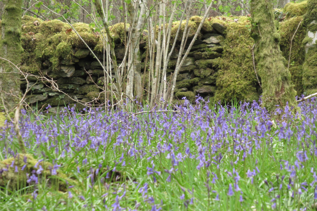 bluebell wood wall by anniesue