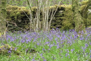 9th May 2021 - bluebell wood wall